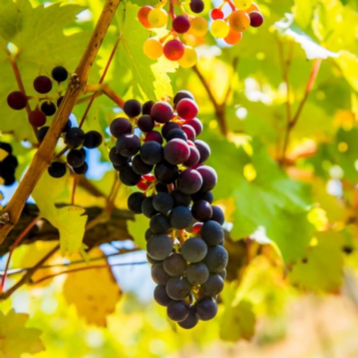 Vineyard Tour and Tasting for Two at Stanlake Park Wine Estate product image