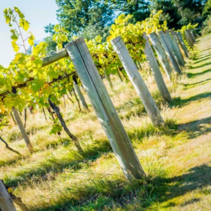 Vineyard Tour and Tasting for Two at Stanlake Park Wine Estate product image