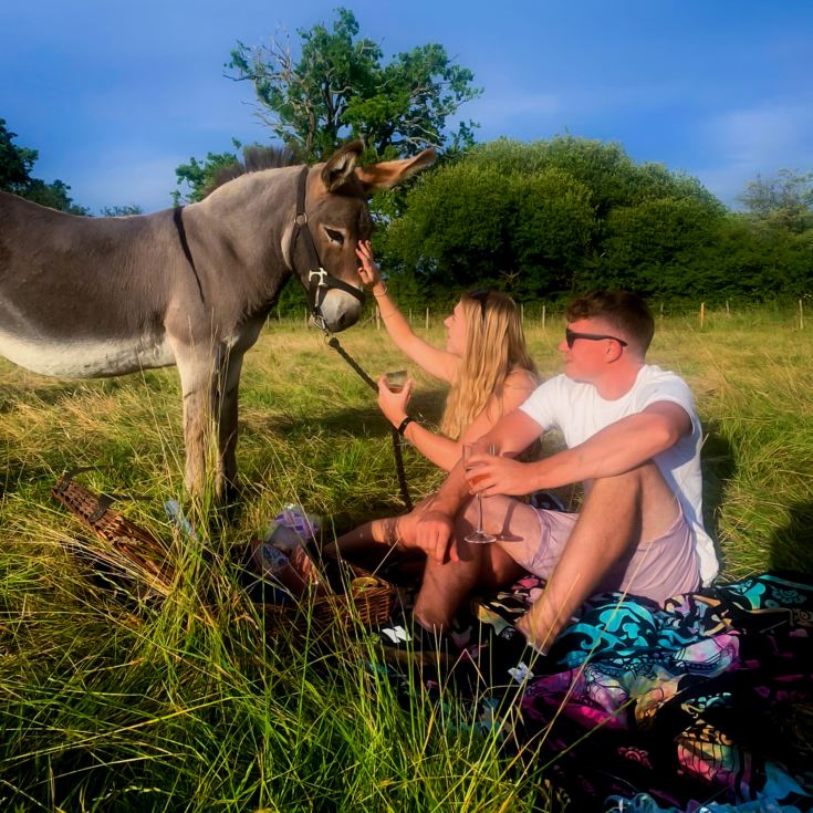 Donkey Picnic for Two at Dashing Donkeys product image