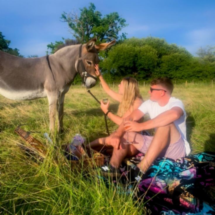 Donkey Picnic for Two at Dashing Donkeys product image