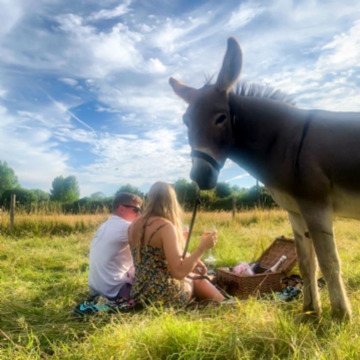 Donkey Picnic for Two at Dashing Donkeys product image