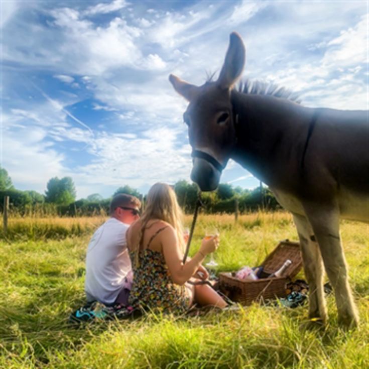 Donkey Picnic for Four at Dashing Donkeys product image