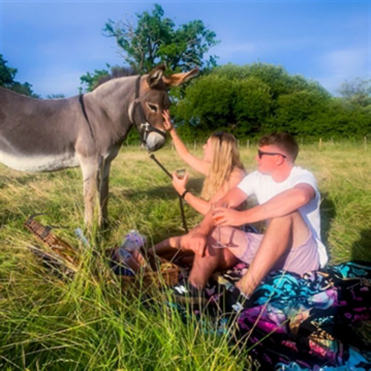 Donkey Picnic for Four at Dashing Donkeys product image