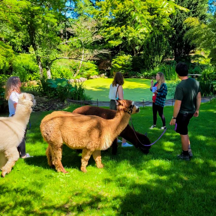 Meet & Greet the Alpacas product image