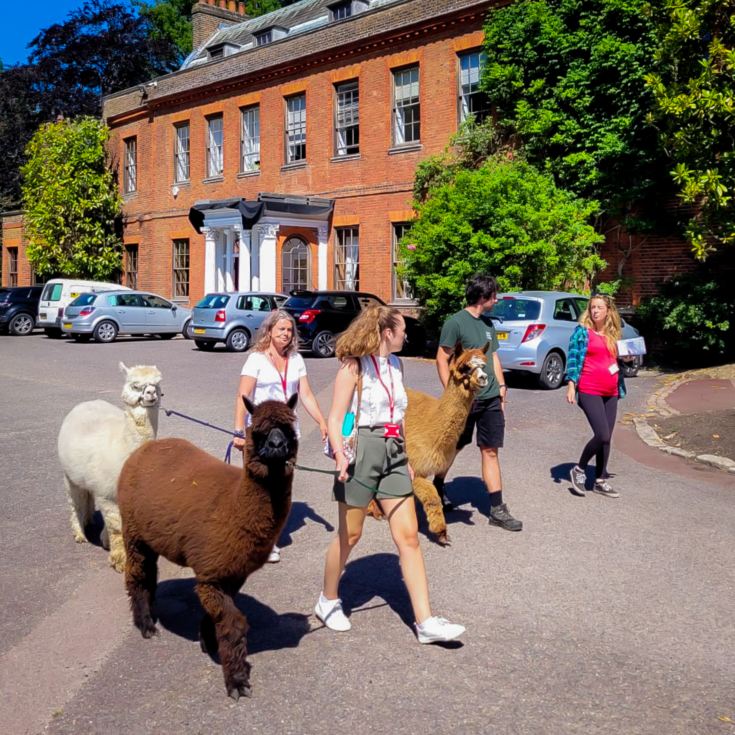 Meet & Greet the Alpacas product image