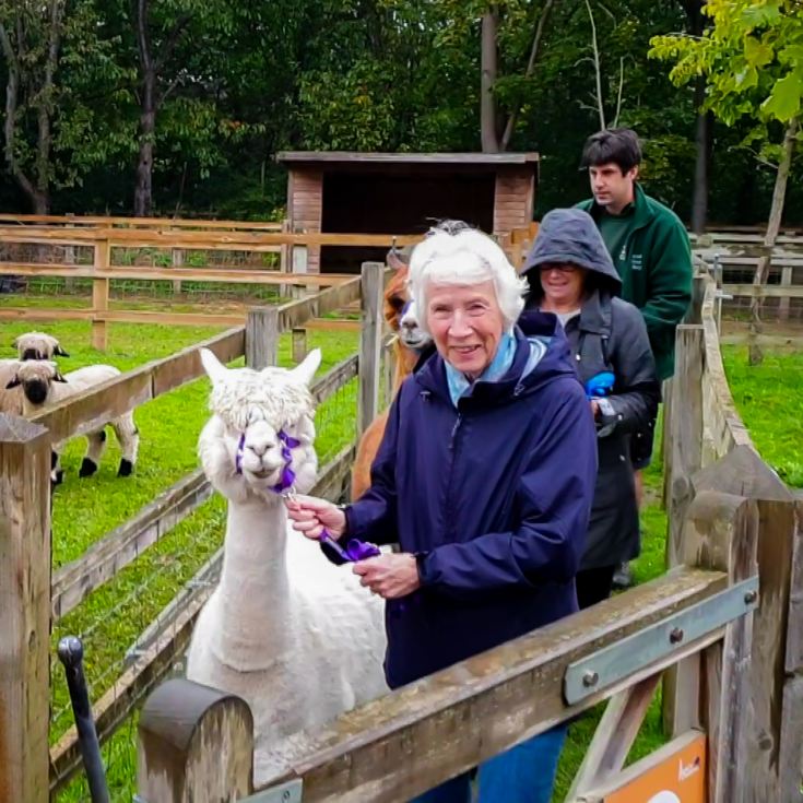 Meet & Greet the Alpacas product image