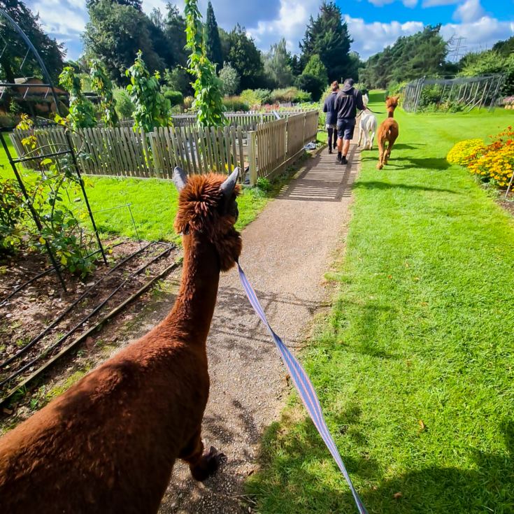 Meet & Greet the Alpacas product image