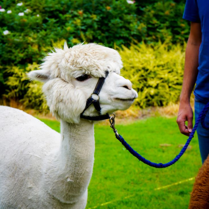 Meet & Greet the Alpacas product image