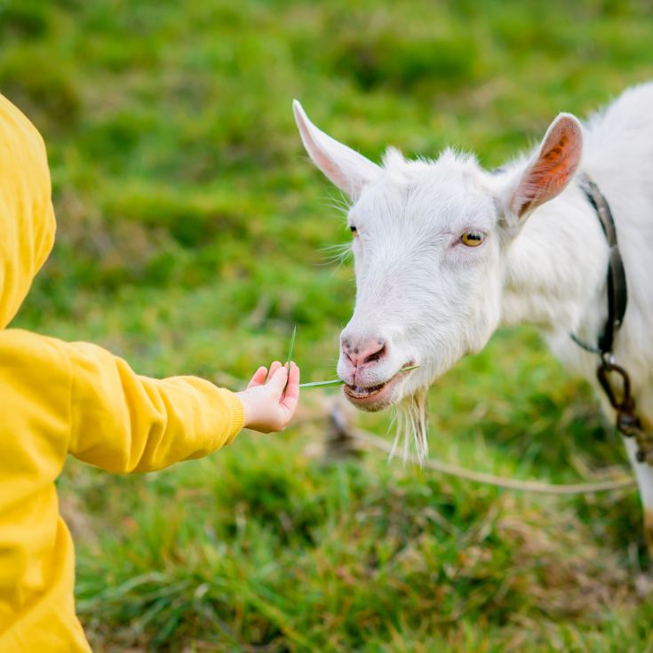 Family Goat Walk product image