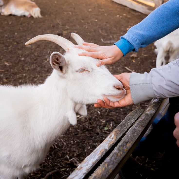 Family Goat Walk product image