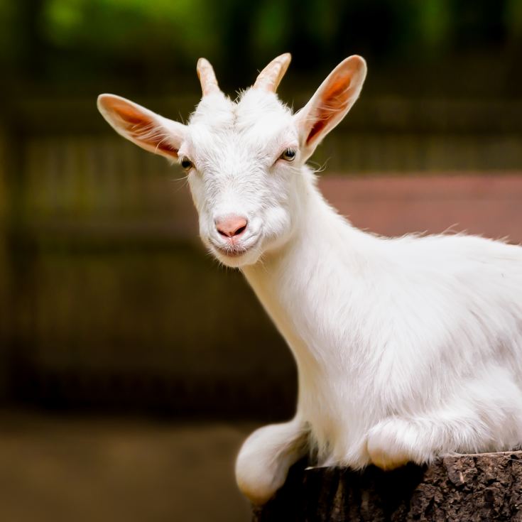 Family Goat Walk product image