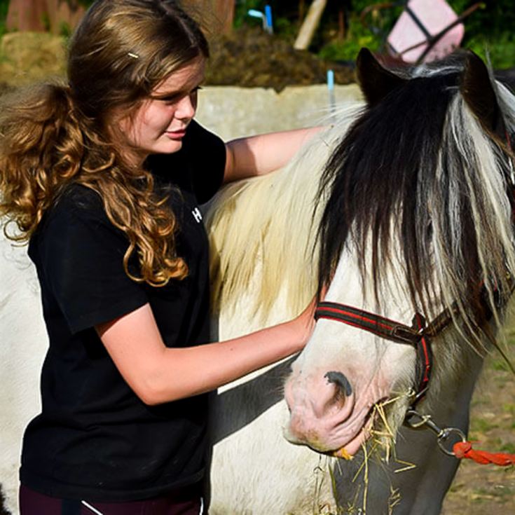 Pony Care Experience for Two at The Ancient Trails Company product image
