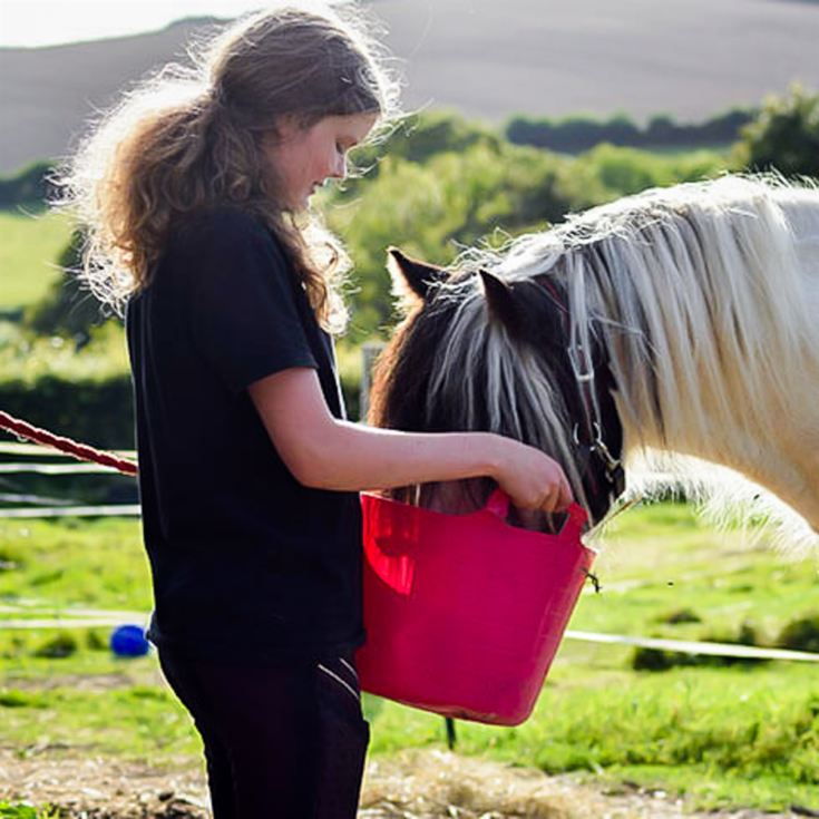 Pony Care Experience for Two at The Ancient Trails Company product image