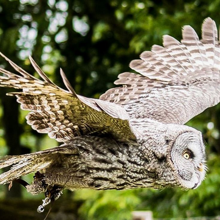 VIP Experience for Two at Eagle Heights Wildlife Foundation product image
