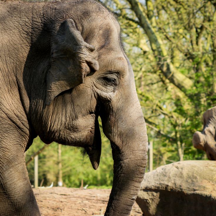 Entrance to Chester Zoo for Two with Overnight Stay product image