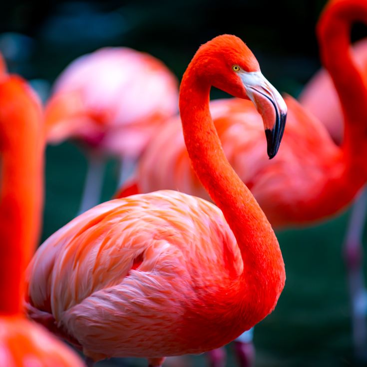 Entrance to Chester Zoo for Two with Overnight Stay product image