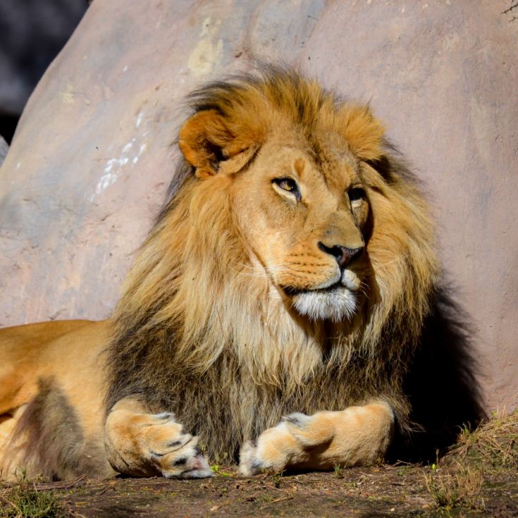 Entrance to Chester Zoo for Two with Overnight Stay product image