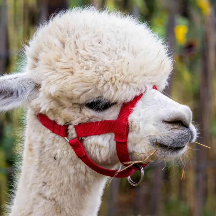 Alpaca Walk for a Family of Four product image