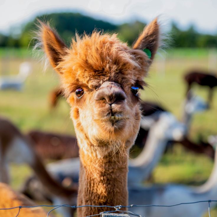Alpaca Walk for a Family of Four product image