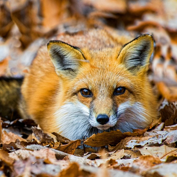 Fox Encounter for Two at Ark Wildlife Park product image