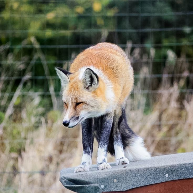Fox Encounter for Two at Ark Wildlife Park product image