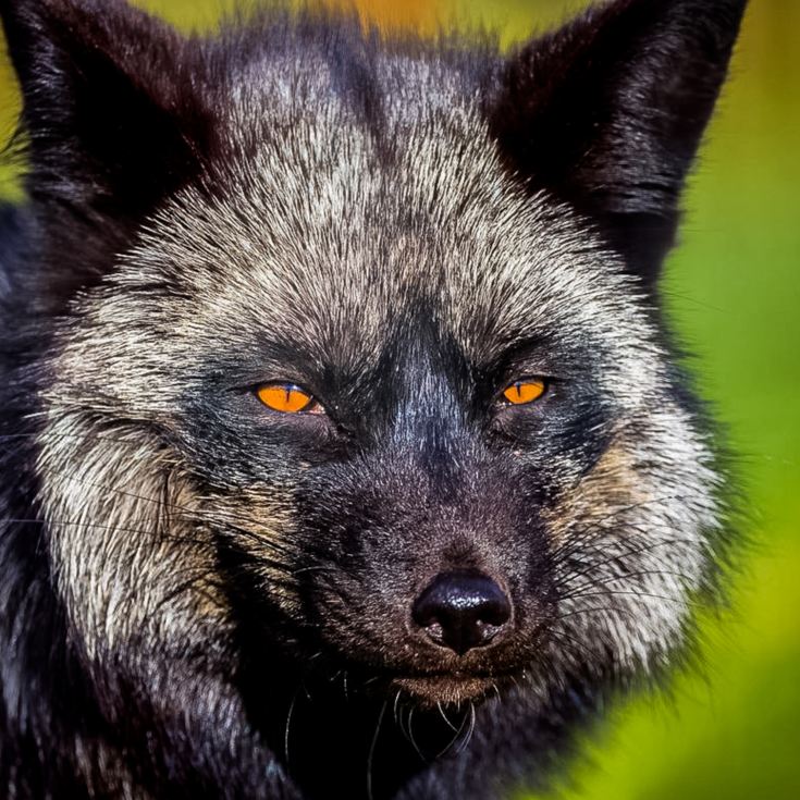 Fox Encounter for Two at Ark Wildlife Park product image