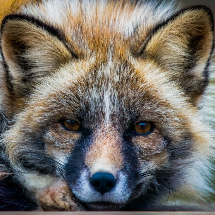 Fox Encounter for Two at Ark Wildlife Park product image