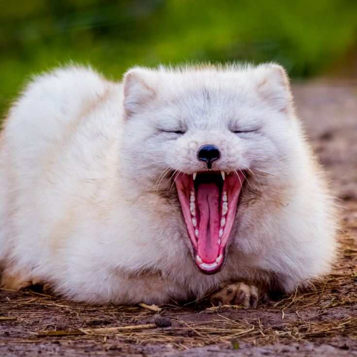 Fox Encounter for Two at Ark Wildlife Park product image
