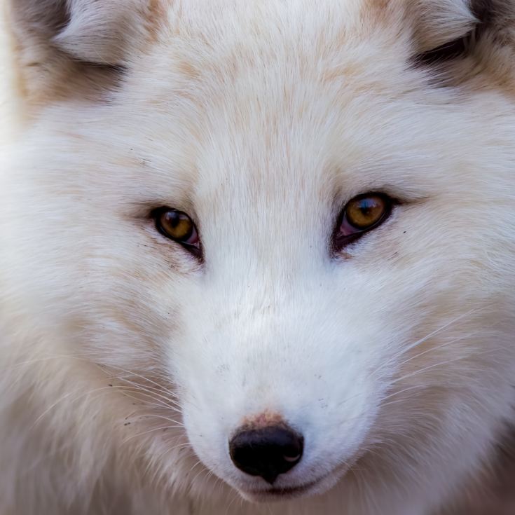 Fox Encounter for Two at Ark Wildlife Park product image