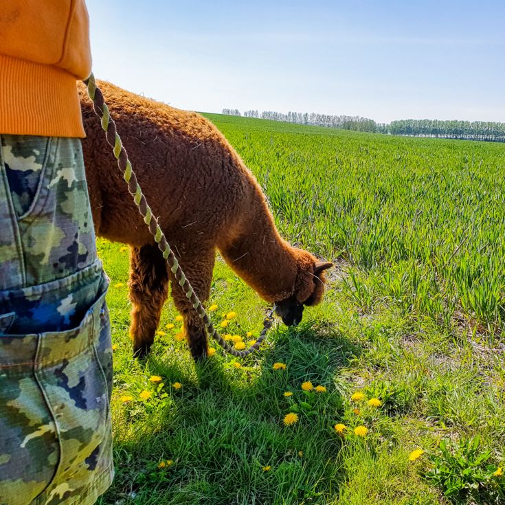 Alpaca Trekking Experience for Two at Eagle Heights Wildlife Foundation product image