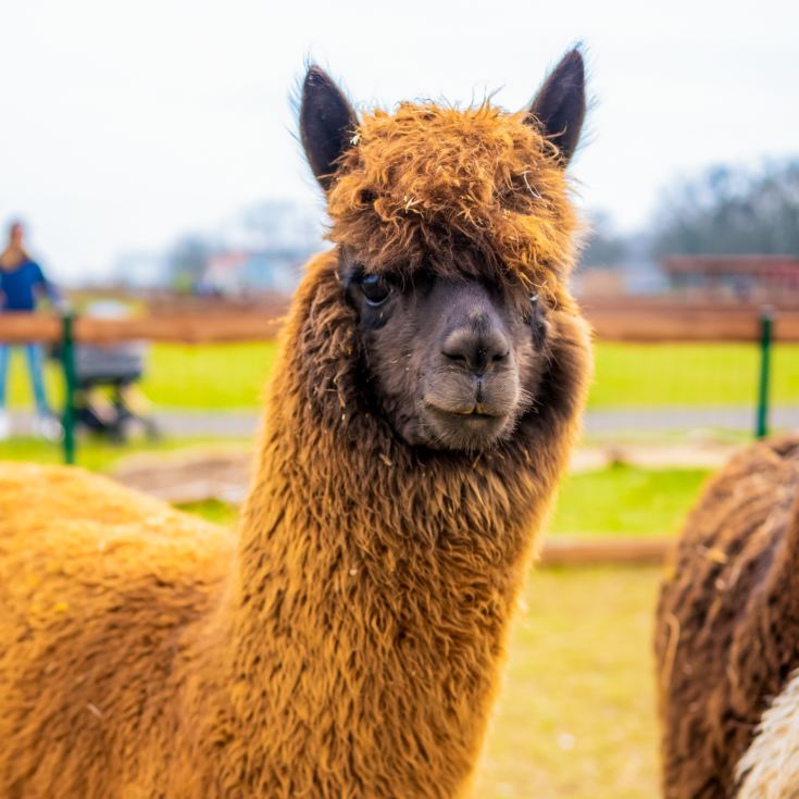 Alpaca Trekking Experience for Two at Eagle Heights Wildlife Foundation product image