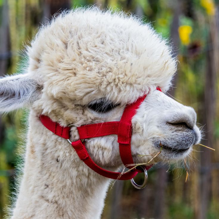 Alpaca Trekking Experience for Two at Eagle Heights Wildlife Foundation product image