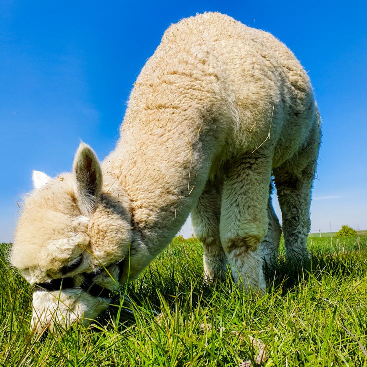 Alpaca Trekking Experience for Two at Eagle Heights Wildlife Foundation product image