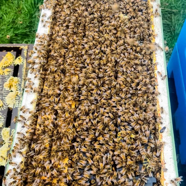 Half Day Beekeeping Experience For Two at More Bees Please product image