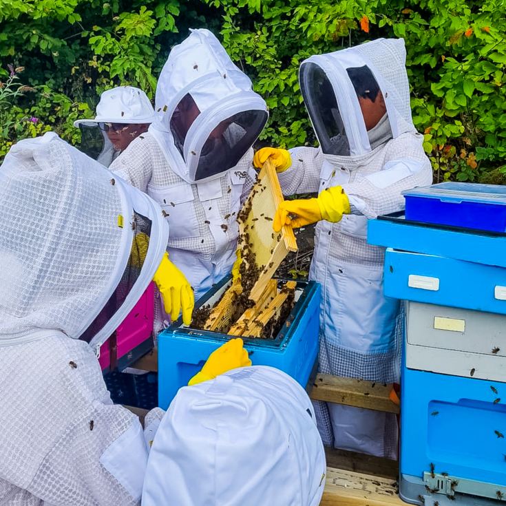Half Day Beekeeping Experience For Two at More Bees Please product image