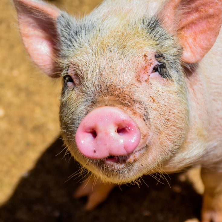 Meet the Pigs for Two product image