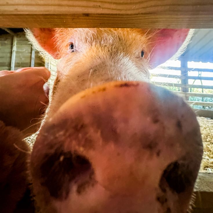 Meet the Pigs for Two product image