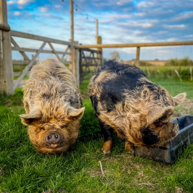 Meet the Pigs for Two product image