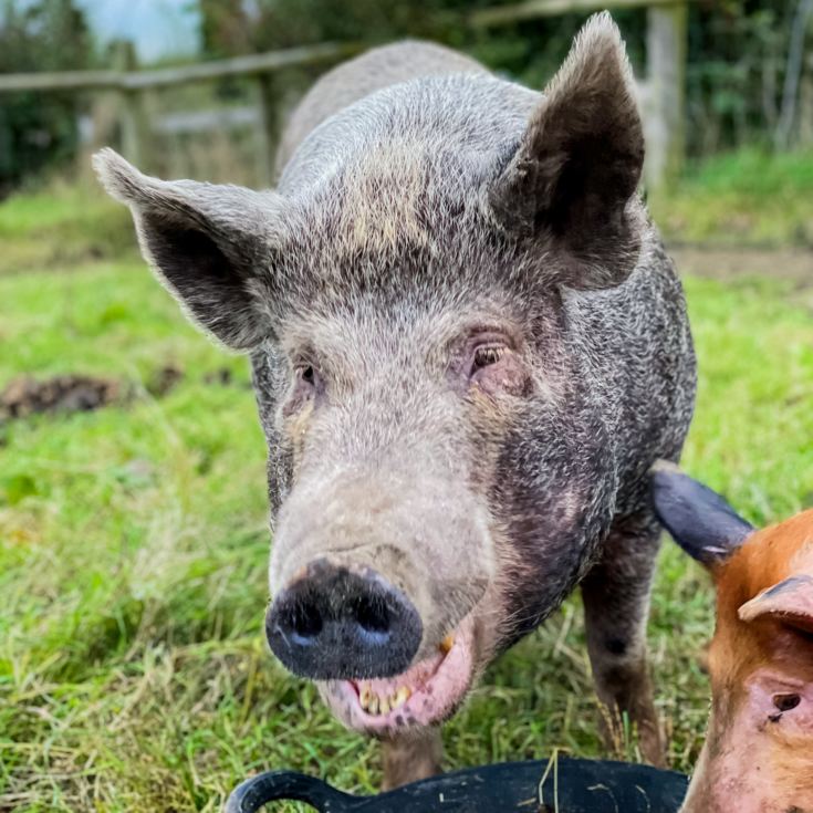 Meet the Pigs for Two product image