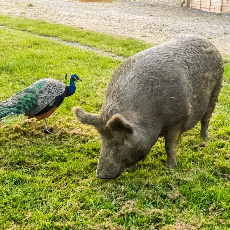 Meet the Pigs for Two product image