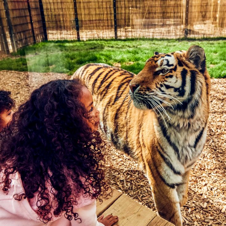 One Day Entrance to Chessington World of Adventures Resort for Two product image
