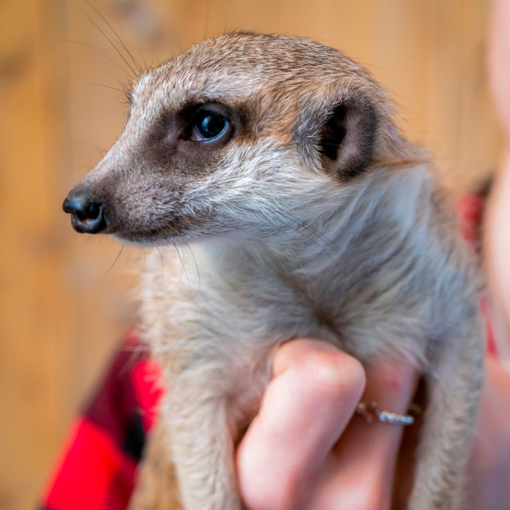 Meet the Meerkats for Two product image