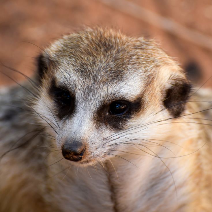 Meet the Meerkats for Two product image