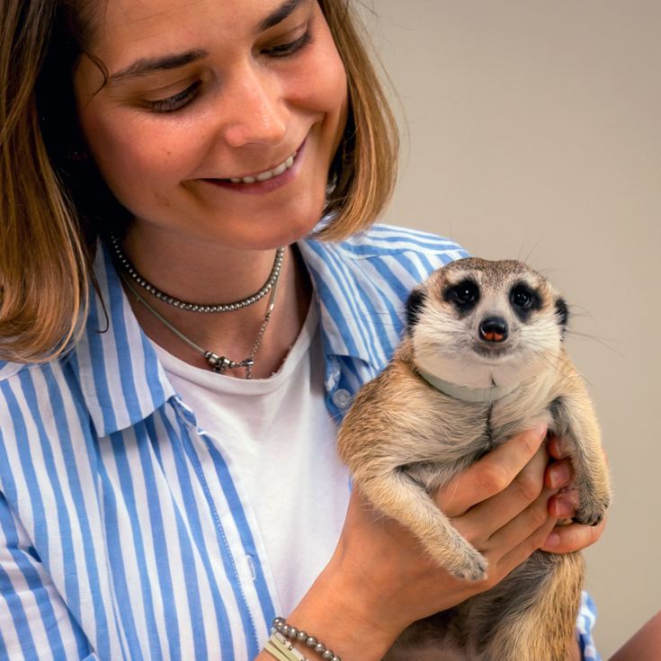 Meet the Meerkats for Two product image