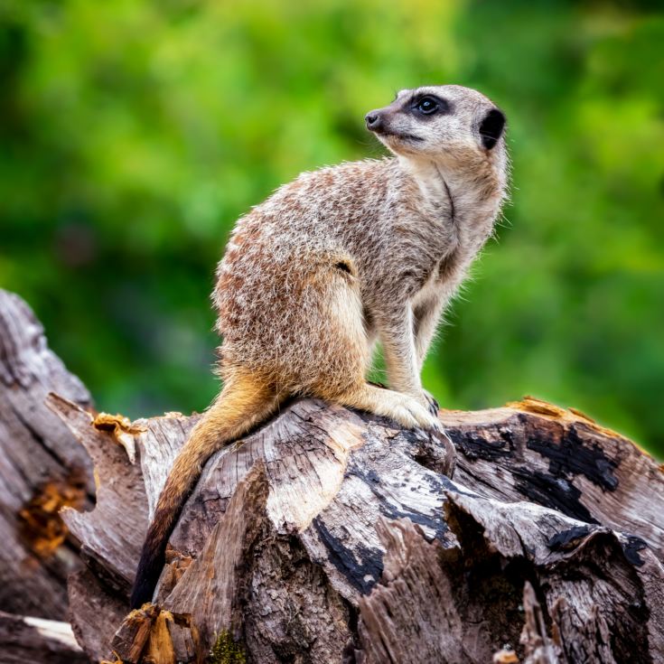 Meet the Meerkats for Two product image