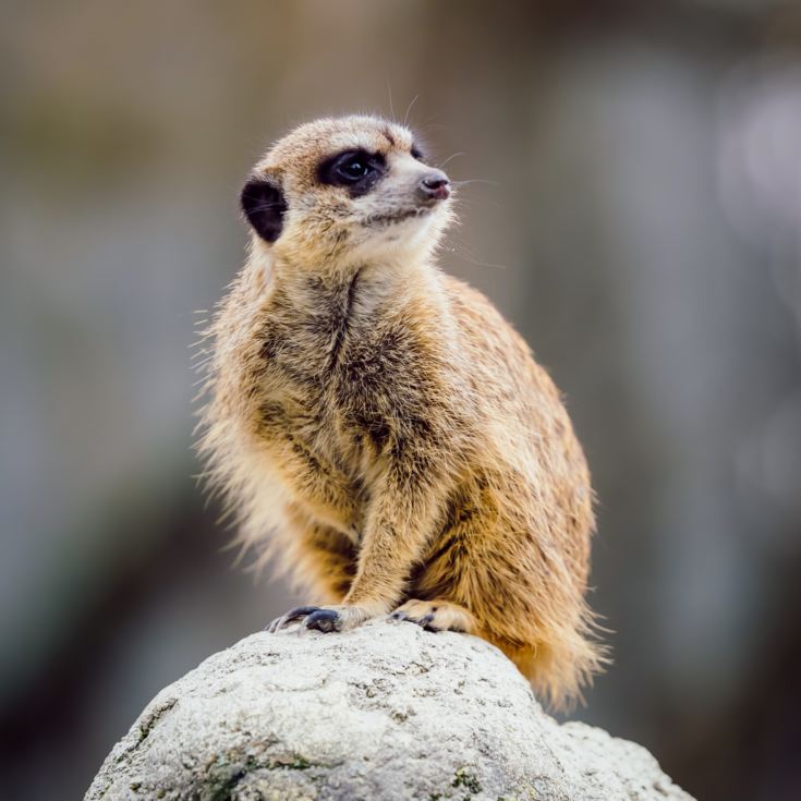 Meet the Meerkats for Two product image