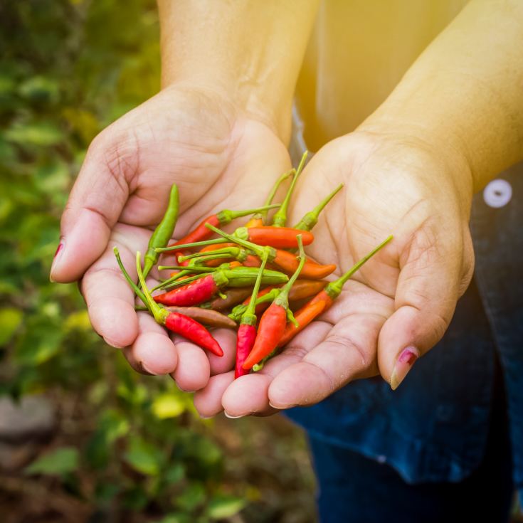 Chilli Experience for Two product image