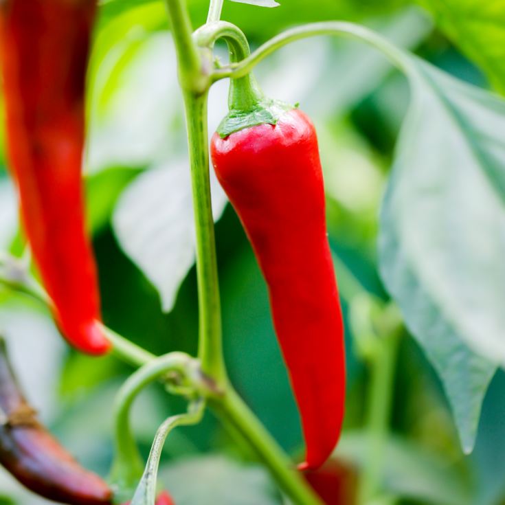 Chilli Experience for Two product image