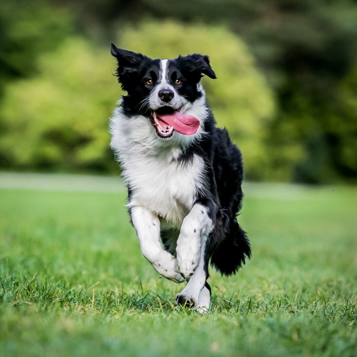 One Man & His Dog product image