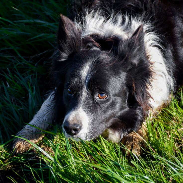 One Man & His Dog product image